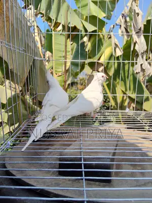 Red Eye Cockatle