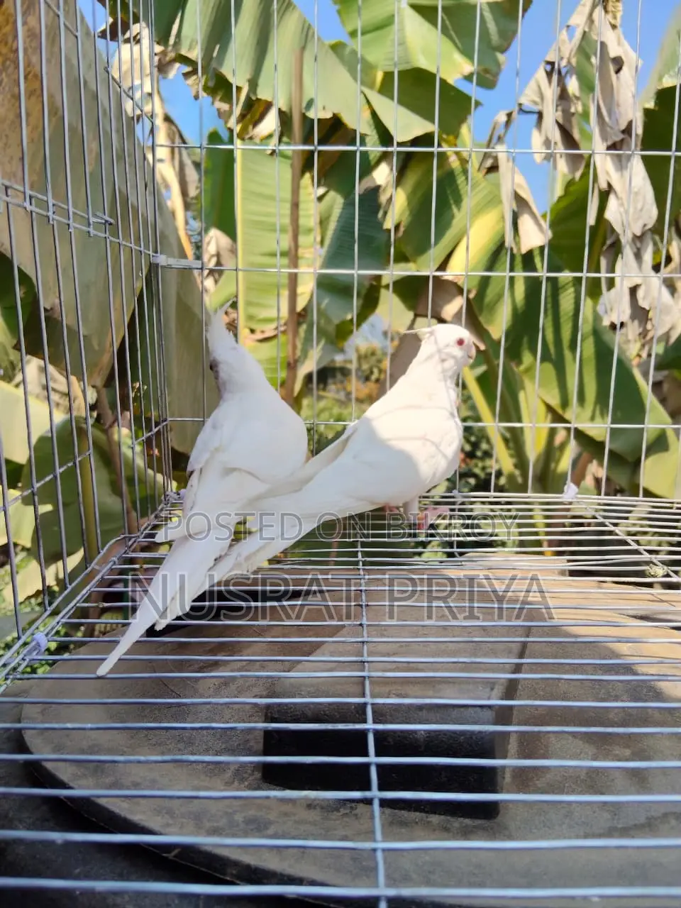 Red Eye Cockatle