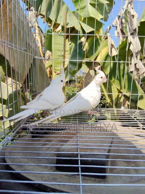 Red Eye Cockatle