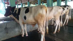 ১০৩৪নং পোষার জন্য ভালো জাতের ৩টি বকনা বিক্রয়।