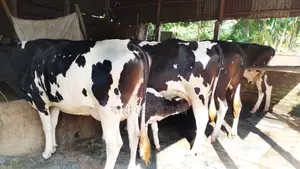 ১৯২৬নং উন্নত জাতের ৪টি গাভী বিক্রয় হবে।