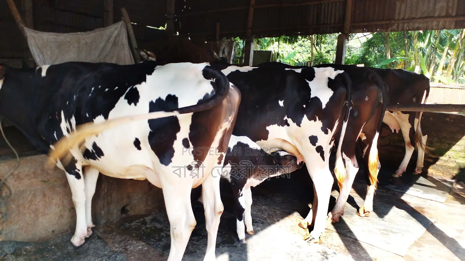 ১৯২৬নং উন্নত জাতের ৪টি গাভী বিক্রয় হবে।