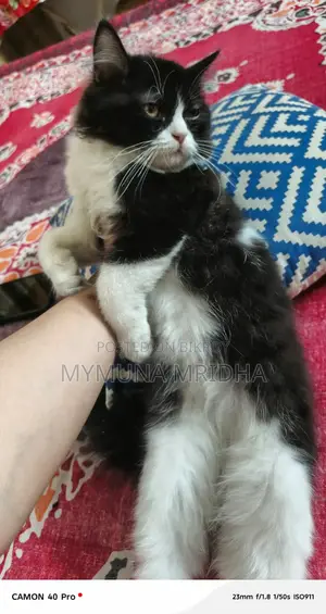 Pure Persian Male Cat for Sale
