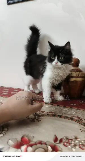Pure Persian Male Cat for Sale