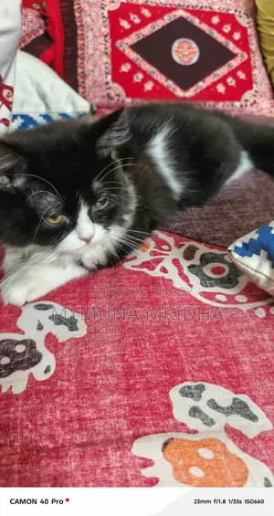 Pure Persian Male Cat for Sale