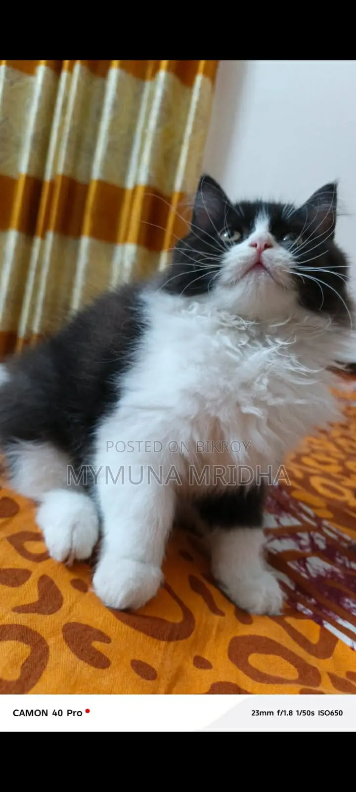 Pure Persian Male Cat for Sale