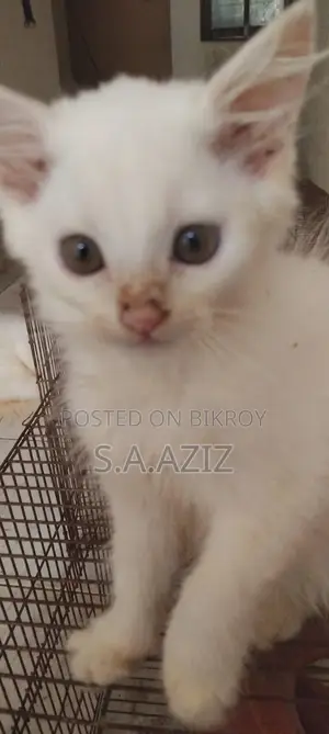মিক্সড ব্রিড পার্সিয়ান বিড়ালছানা
