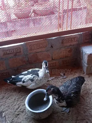 চিনা হাস বিক্রি করা হবে