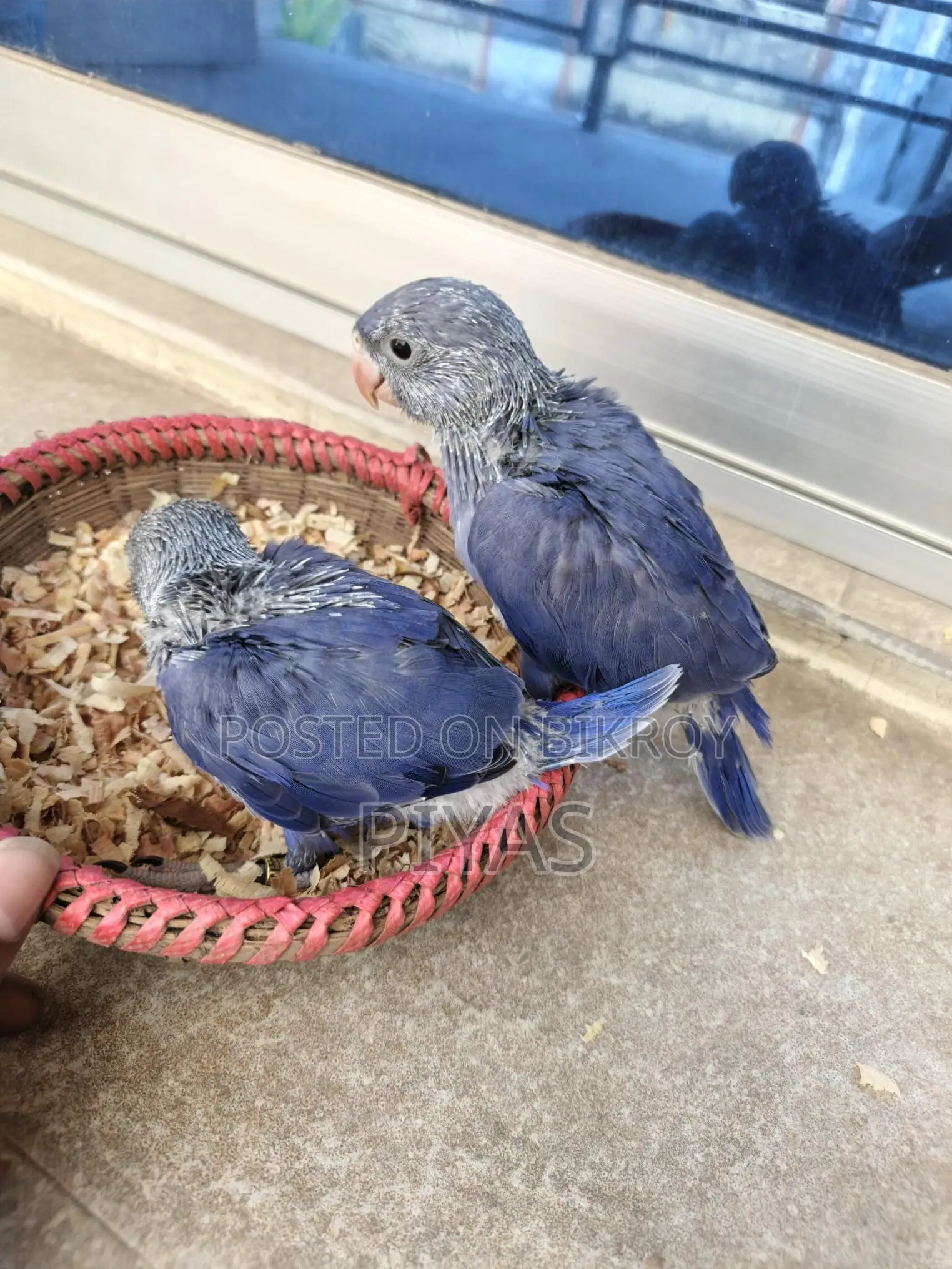 Double Factor Violet Ringneck Baby