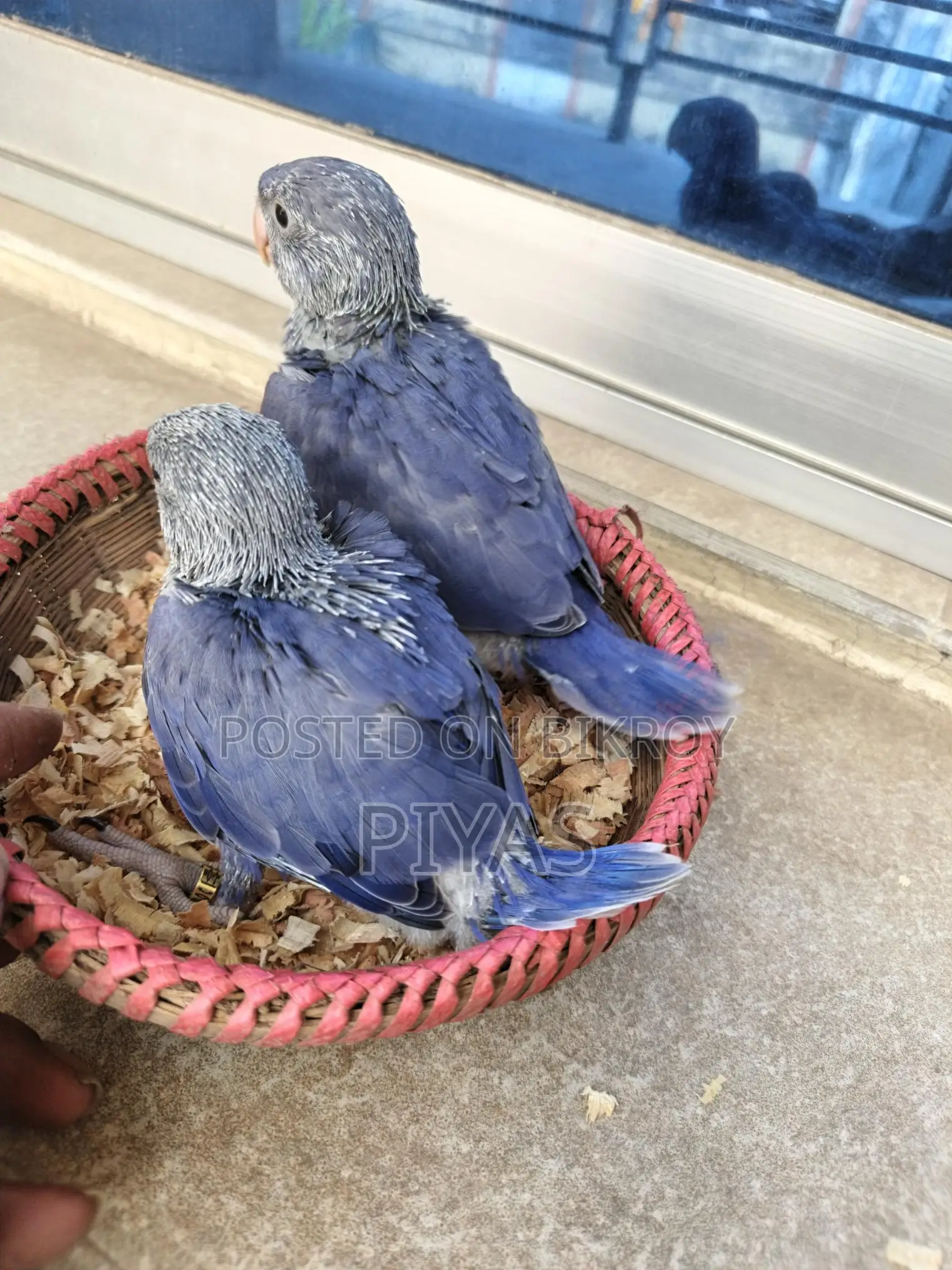 Double Factor Violet Ringneck Baby