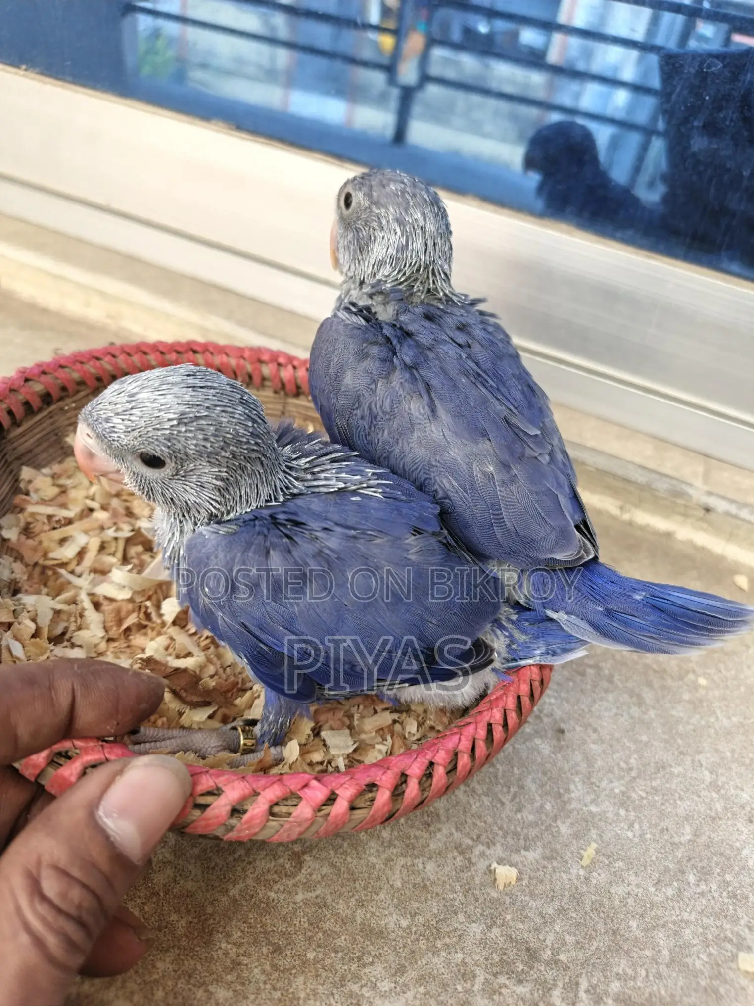 Double Factor Violet Ringneck Baby