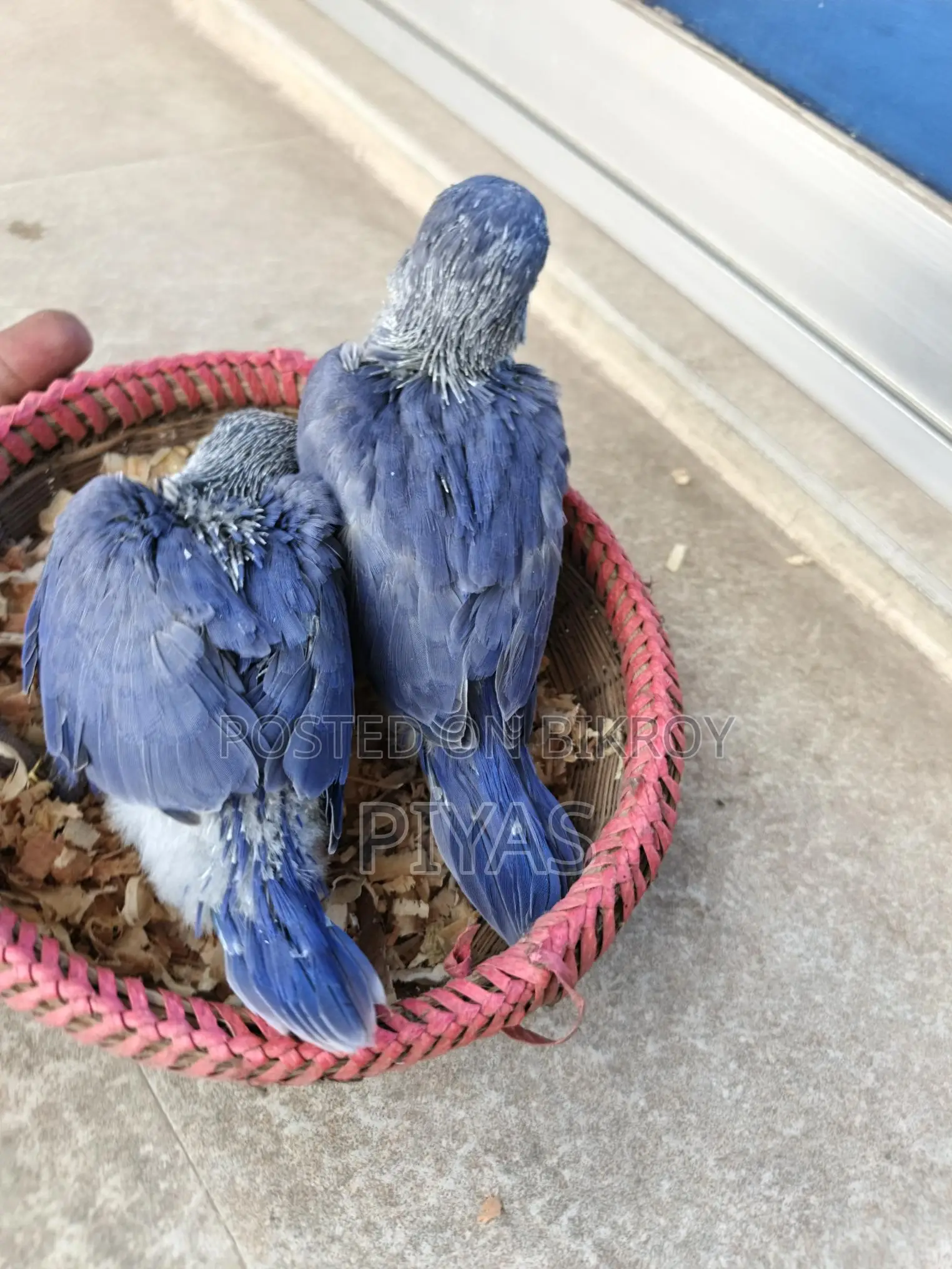 Double Factor Violet Ringneck Baby