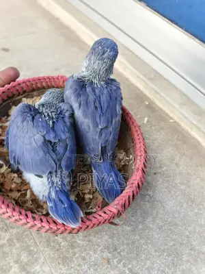 Double Factor Violet Ringneck Baby