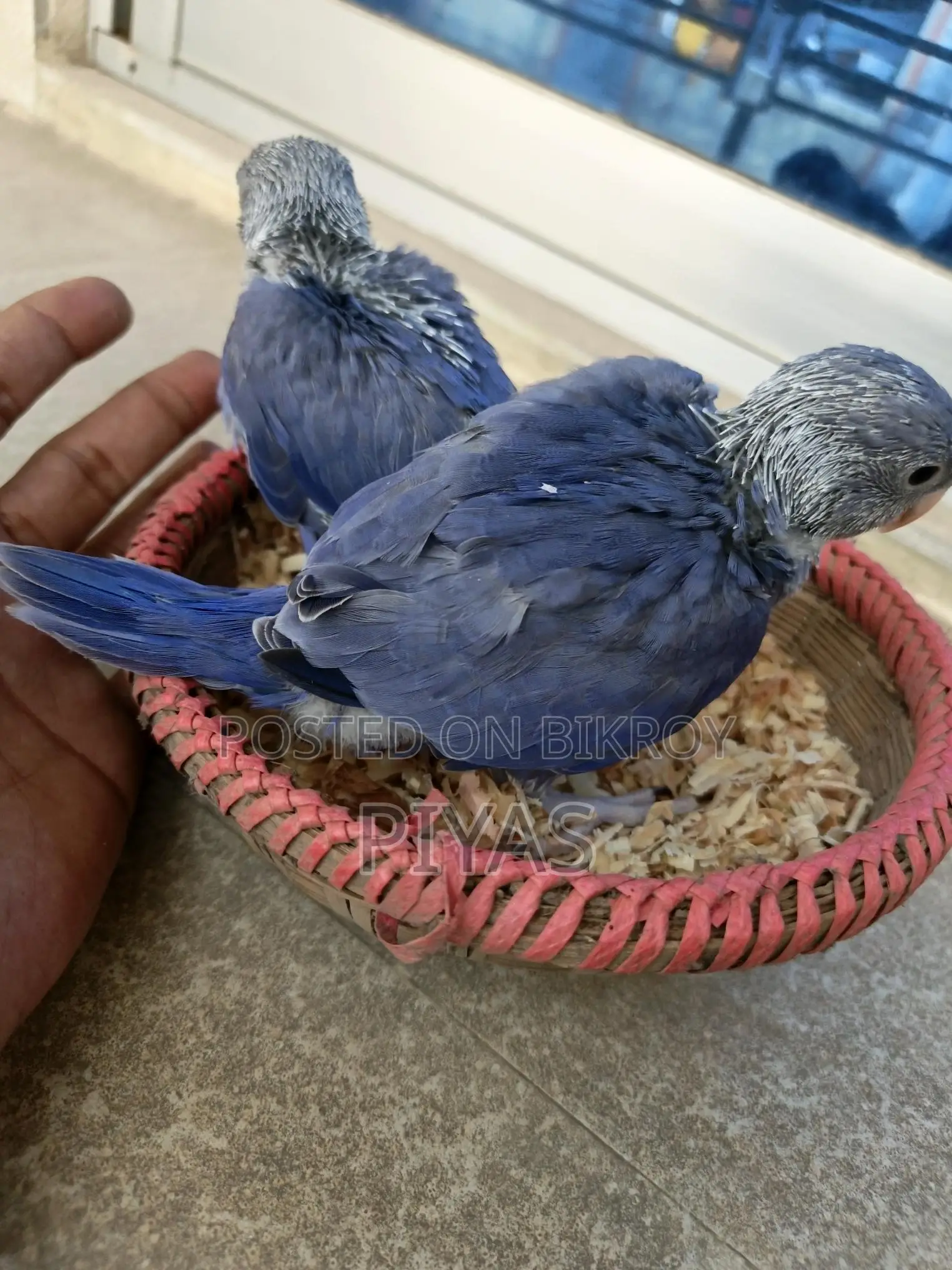 Double Factor Violet Ringneck Baby