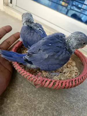 Double Factor Violet Ringneck Baby