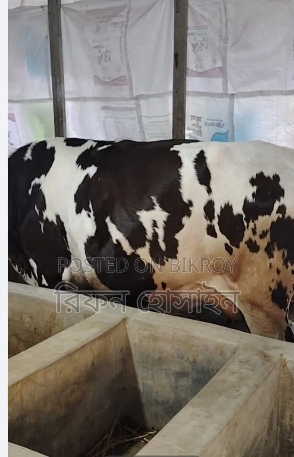 প্রিজিয়ান অস্ট্রেলিয়ান গরু