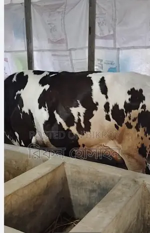 প্রিজিয়ান অস্ট্রেলিয়ান গরু