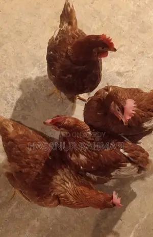 ২ কেজি+ হাইলাইন লেয়ার | হেভি ওয়েট, সুস্থ, সরাসরি ফার্ম সেল
