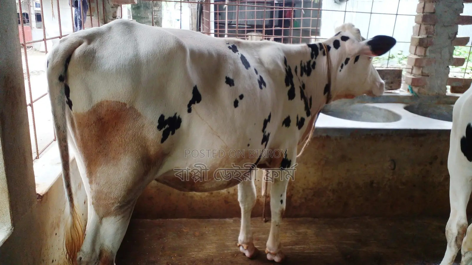 1032 Heifer for Sale.