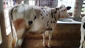 1032 Heifer for Sale.
