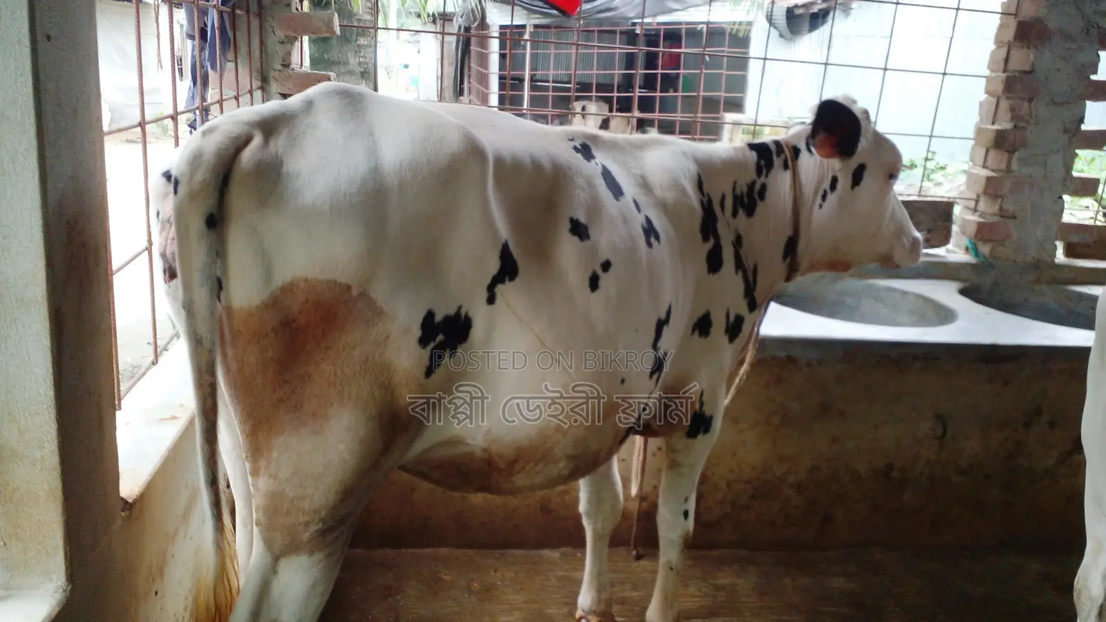 1032 Heifer for Sale.