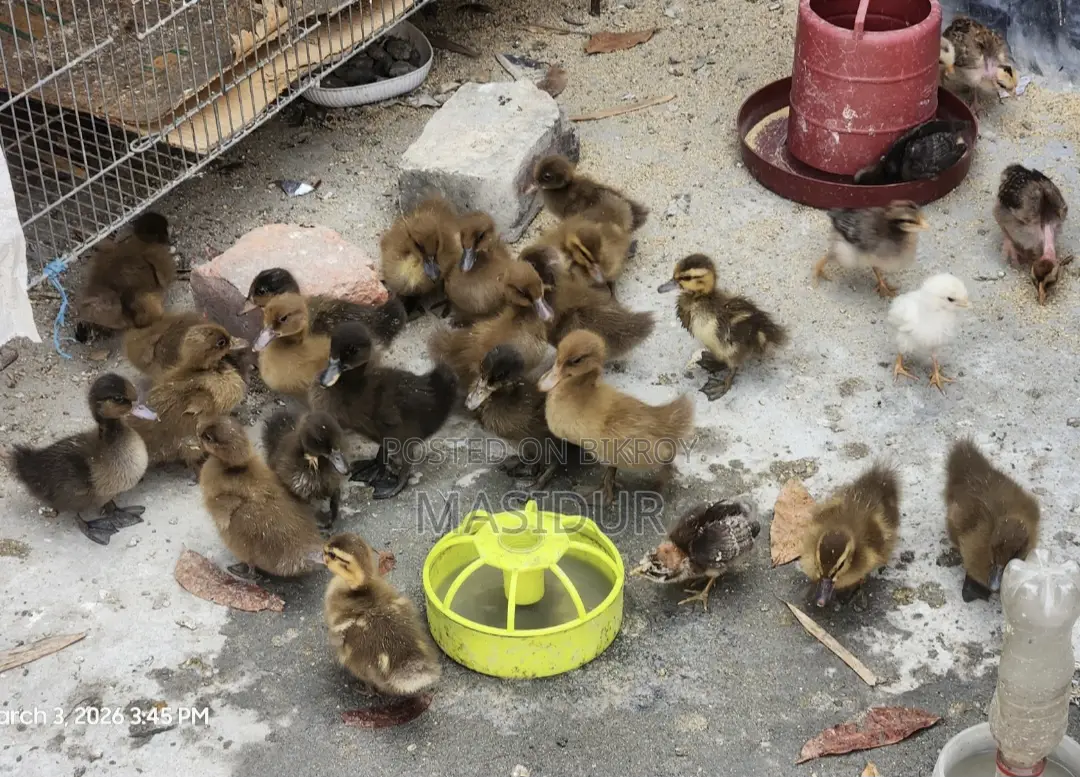 12-Day-Old Native Ducklings for Sale