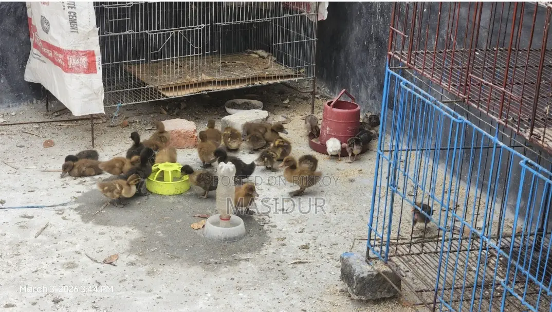 12-Day-Old Native Ducklings for Sale