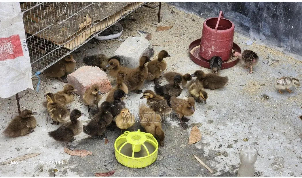 12-Day-Old Native Ducklings for Sale