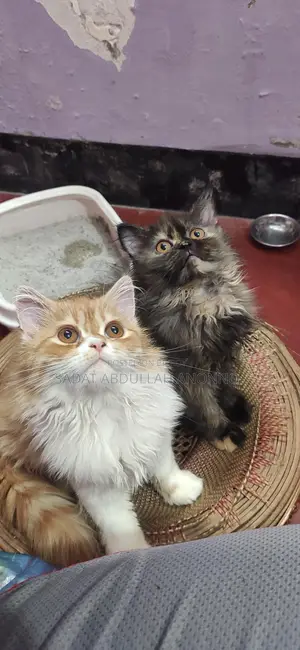 Traditional Persian Tabby Female Cat