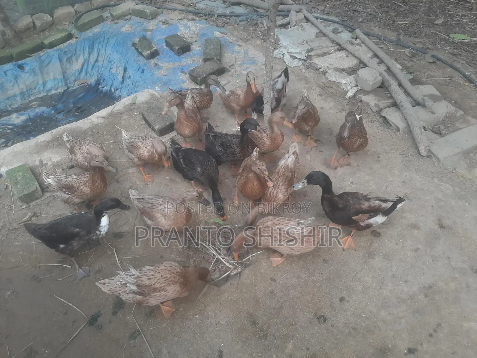 খাকি ক্যাম্বেল হাঁস