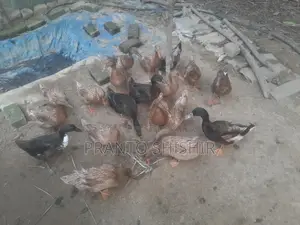খাকি ক্যাম্বেল হাঁস