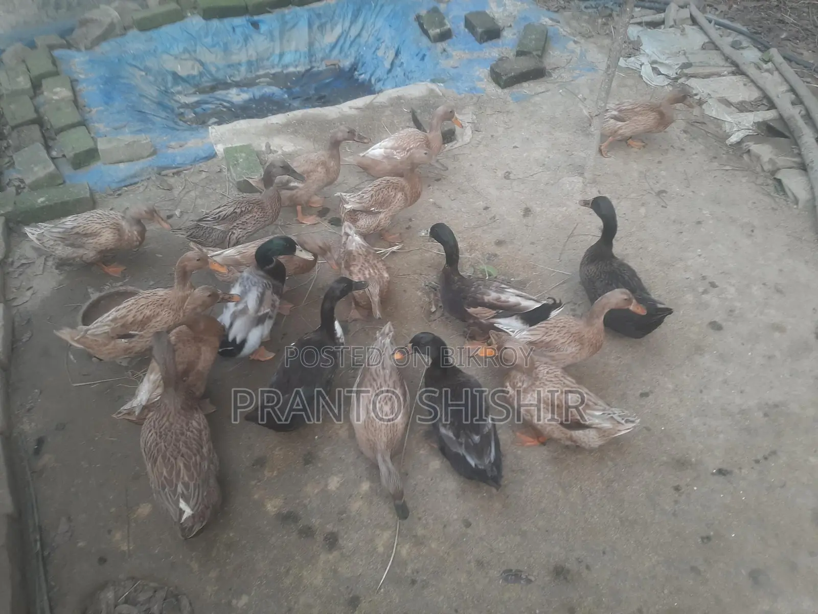 খাকি ক্যাম্বেল হাঁস