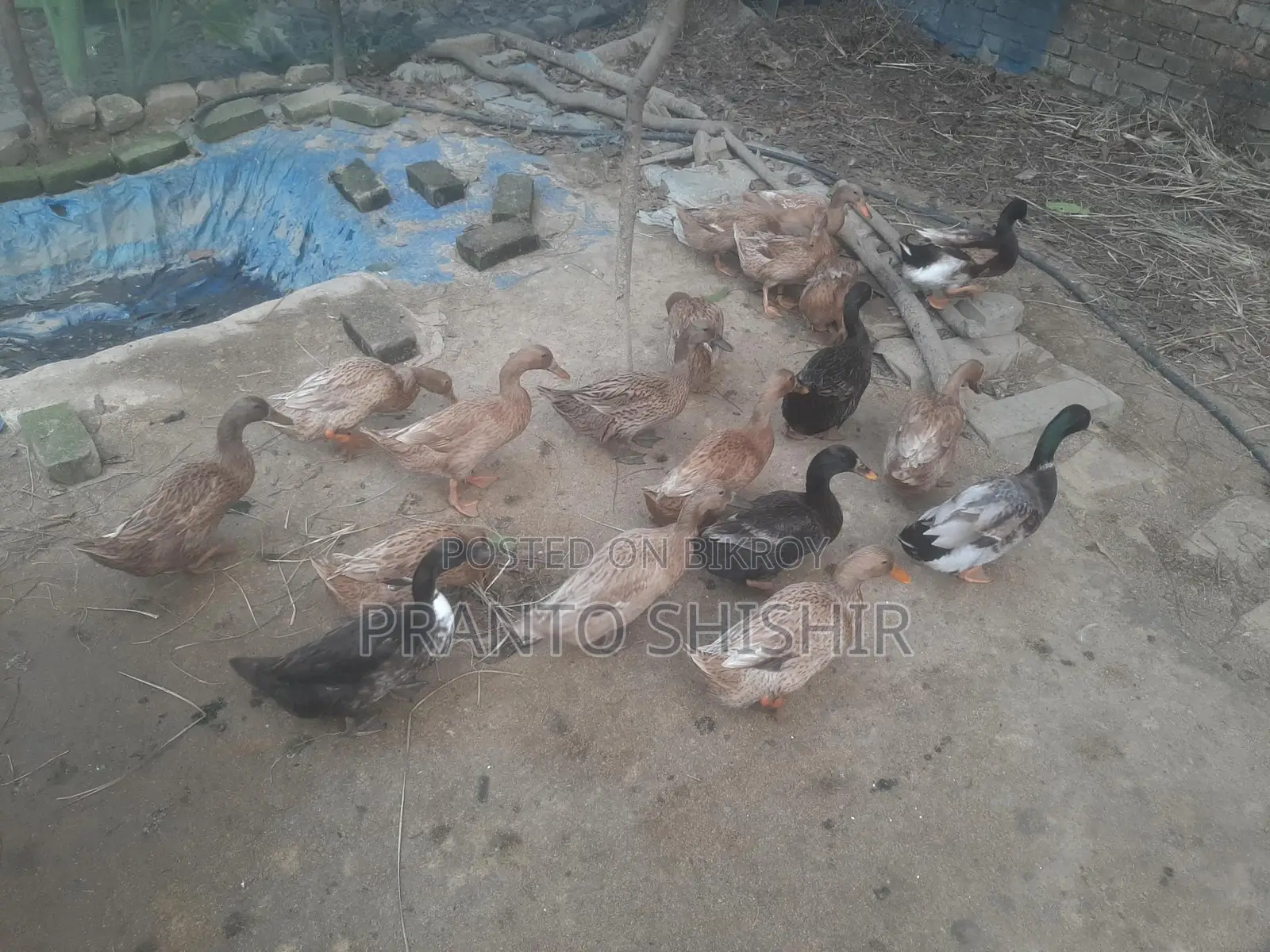 খাকি ক্যাম্বেল হাঁস
