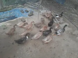 খাকি ক্যাম্বেল হাঁস