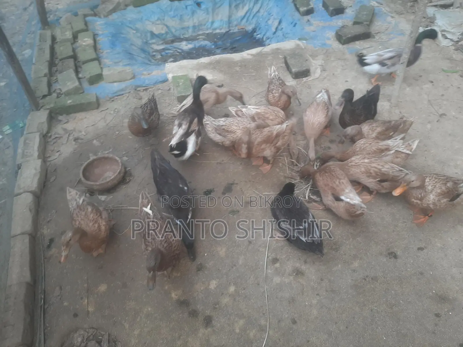 খাকি ক্যাম্বেল হাঁস