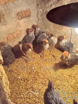Thesha Poultry Firm