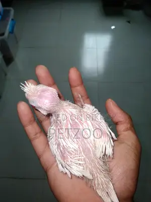 Tame Size Cockatiel Baby Available For Handover