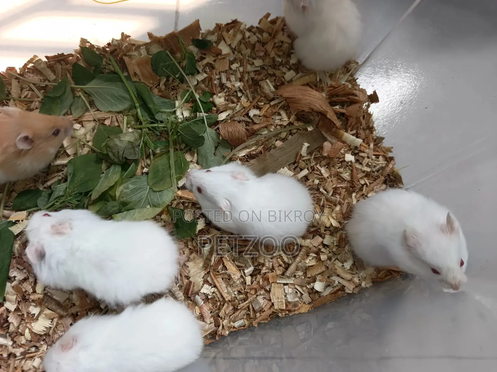Tame Size Cockatiel Baby Available For Handover