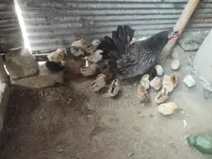 দেশি মুরগ