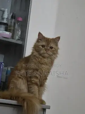 Cat Sale