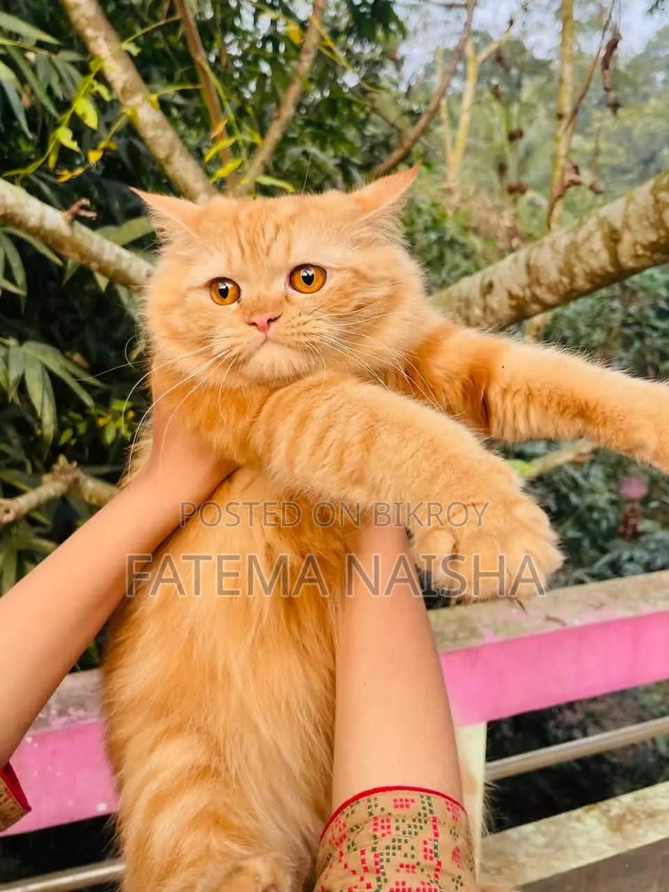 Cat Sale