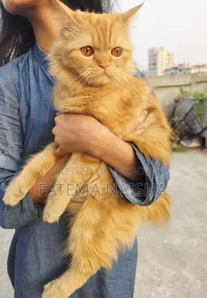 Cat Sale