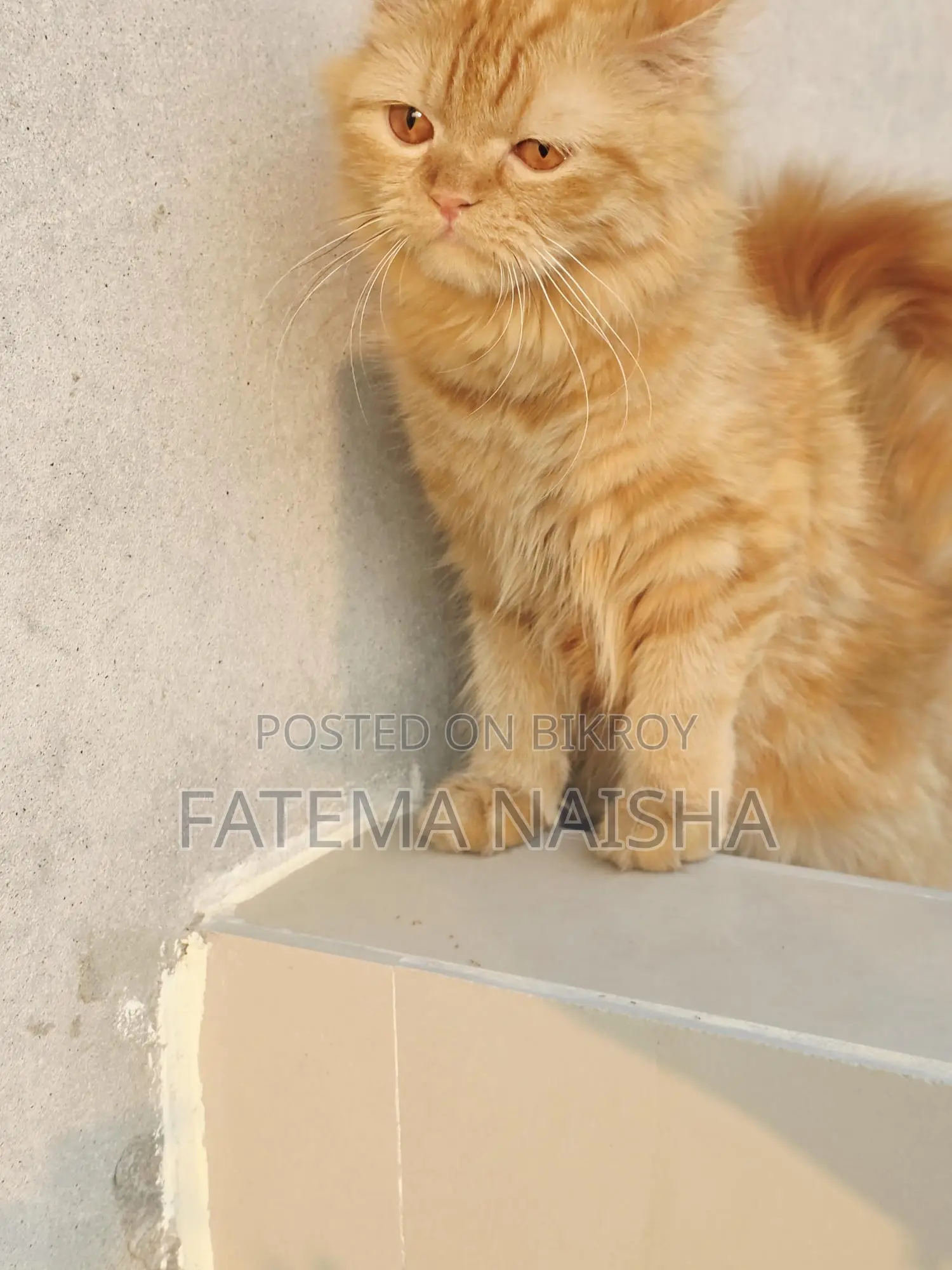 Cat Sale