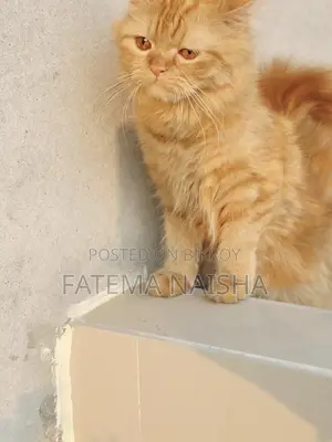 Cat Sale