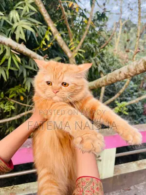 Cat Sale