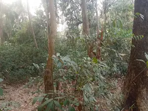 Clear Title and Dispute-Free Land for Sale