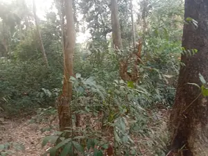 Clear Title and Dispute-Free Land for Sale