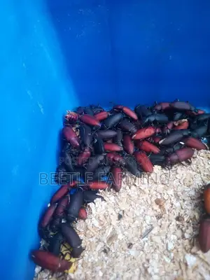 বিটল মাদার পোকা Beetle Superworm Mother