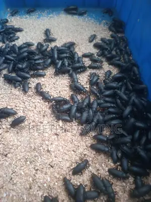 বিটল মাদার পোকা Beetle Superworm Mother