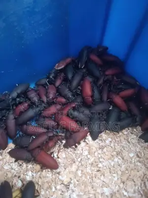বিটল মাদার পোকা Beetle Superworm Mother